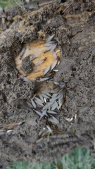 Reticulitermes speratus