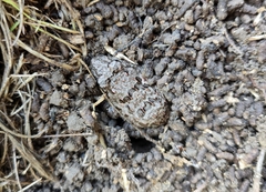 Fejervarya multistriata