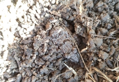 Fejervarya multistriata