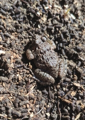 Fejervarya multistriata