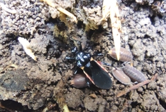 Ectrychotes andreae