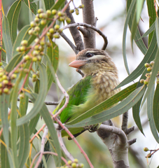 Psilopogon viridis