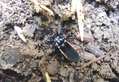 Ectrychotes andreae