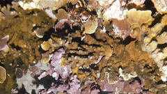 Dendrochirus biocellatus