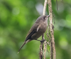 Colluricincla rufogaster