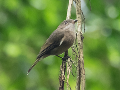 Colluricincla rufogaster