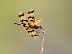 Rhyothemis graphiptera