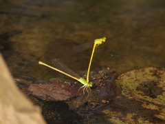 Ceriagrion coromandelianum