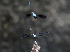 Diphlebia euphoeoides