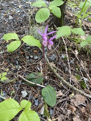 Calypso bulbosa occidentalis