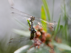 Hemigomphus comitatus