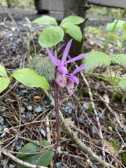 Calypso bulbosa occidentalis