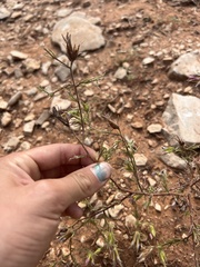 Cordylanthus wrightii