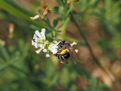 Taeniandrena