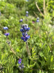 Lupinus polycarpus