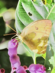 Phoebis philea