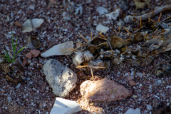 Dasymutilla gloriosa