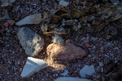 Dasymutilla gloriosa