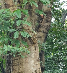 Amblyospiza albifrons