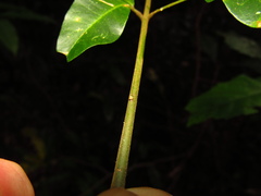 Pararchidendron pruinosum