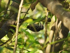 Yungipicus moluccensis