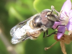 Copestylum fornax