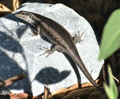 Trachylepis spilogaster