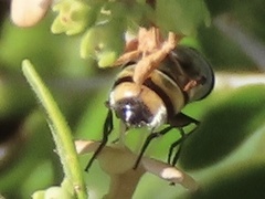 Copestylum fornax