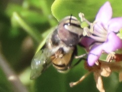 Copestylum fornax