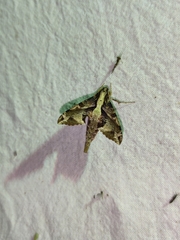 Eupanacra elegantulus