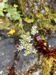 Micranthes integrifolia