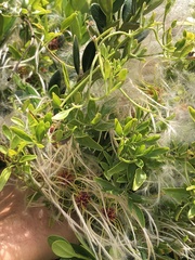 Clematis microphylla