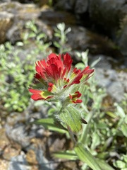 Castilleja hispida