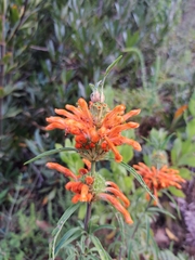 Leonotis leonurus
