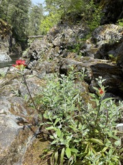 Castilleja hispida