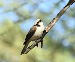 Eurocephalus anguitimens