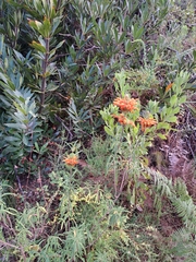 Leonotis leonurus