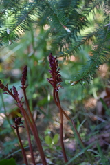 Corallorhiza maculata maculata