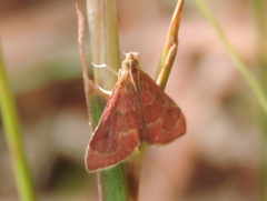 Pyrausta