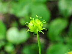 Ranunculus uncinatus