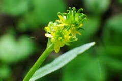 Ranunculus uncinatus