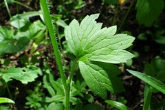 Ranunculus uncinatus