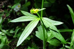Ranunculus uncinatus