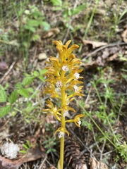 Corallorhiza maculata occidentalis