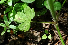 Ranunculus uncinatus