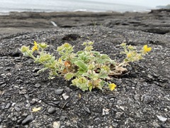 Potentilla villosa