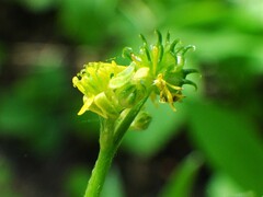 Ranunculus uncinatus