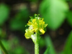 Ranunculus uncinatus