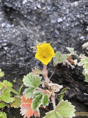 Potentilla villosa