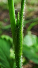 Ranunculus uncinatus